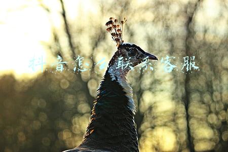 抖音怎么联系客服