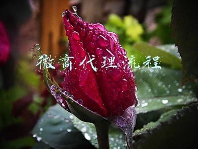 微商代理流程有哪些(微商怎么做的步骤 一共3个步骤)