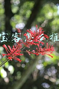 淘宝客怎么推广