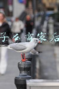 饿了么商家后台