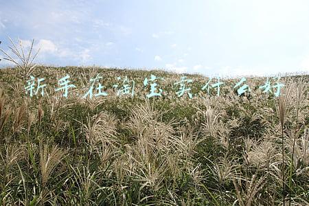 新手开淘宝网店卖什么比较好(淘宝电商：我打算开个淘宝店卖什么好呢？这篇文章告诉你)