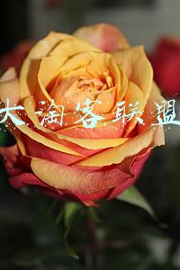 大淘客联盟