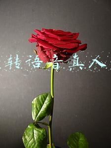 文字转语音真人发声