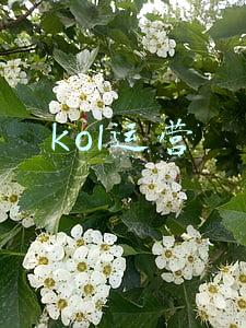 kol运营