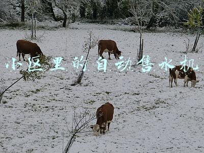 小区里的自动售水机