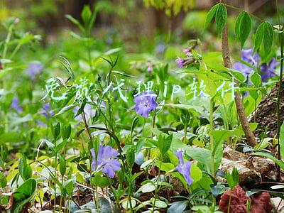 免费代理ip软件