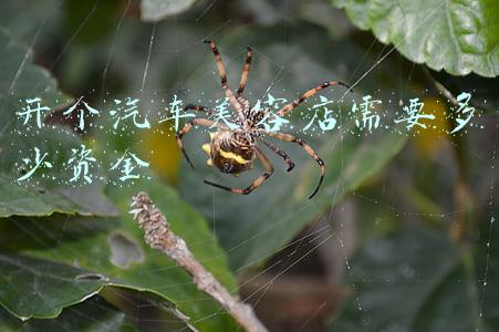 想开个汽车美容店，汽车美容都要学些什么啊？-开一家汽车美容店需要什么