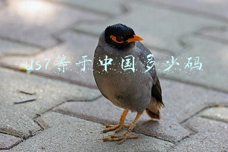 us7等于中国多少码