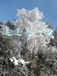 极兔速递是什么快递