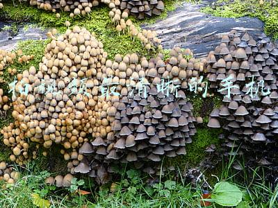 拍视频最清晰的手机