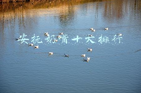 安抚奶嘴十大排行