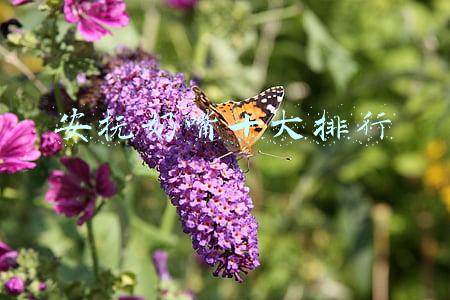 安抚奶嘴十大排行