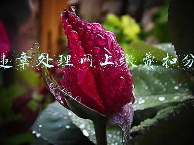 违章处理网上缴费扣分