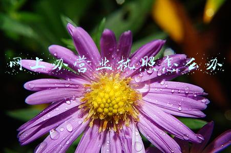 网上办营业执照怎么办