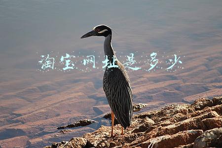 淘宝网址是多少