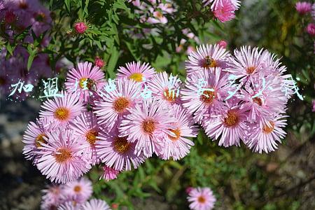 蛋糕点店加盟费多少，开个蛋糕店需要多少钱？加盟那个靠谱？