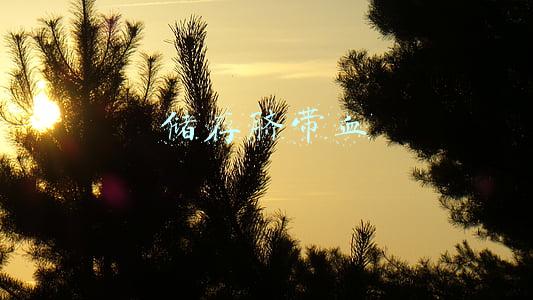 储存脐带血