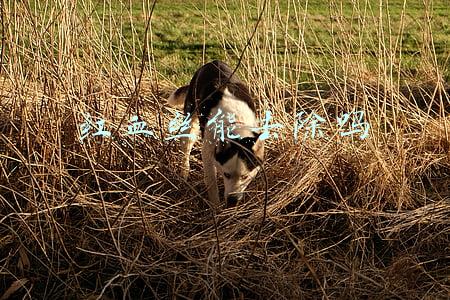 针刺红血丝能去除吗(针刺放血：通过放出的血液判断你身体存在的疾病，早发现早治疗！)