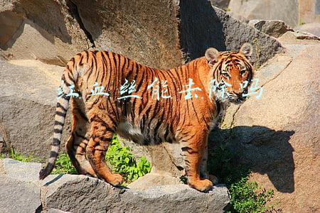 红血丝能去除吗