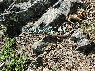 ebay(eBay 2021财年四季度由盈转亏，年度活跃买家和卖家数双双下滑)