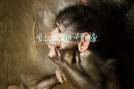 创业排行榜