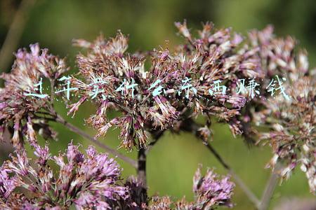 过年卖什么东西赚钱