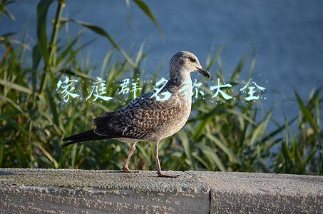 家庭群名称大全