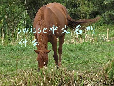 swisse中文名叫什么