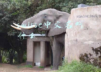 swisse中文名叫什么