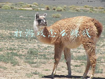 抖音直播打游戏怎么赚钱(抖音直播，怎么样才能赚到钱？)