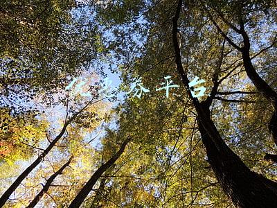 优惠券平台