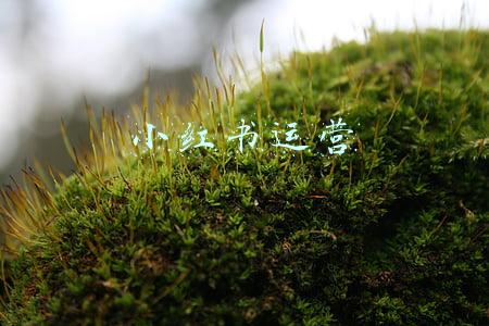 小红书运营