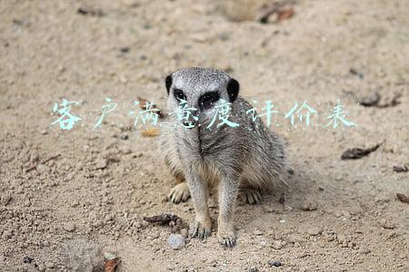 客户满意度评价表模板电子版(《2021年100个城市消费者满意度测评报告》发布 消费者满意度连年上升 折射供给侧改革成果)