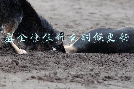 基金净值什么时候更新