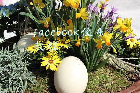 facebook使用教程