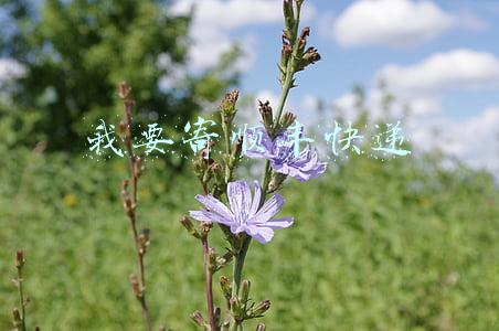 我要寄顺丰快递