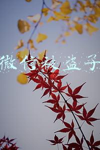 微信被盗了110管不管(微信存款被盗焦急万分 民警出击转危为安)