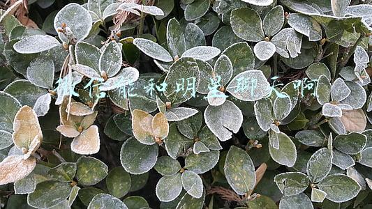 微信能和明星聊天啊