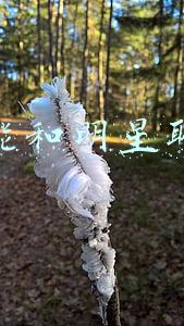 微信能和明星聊天啊