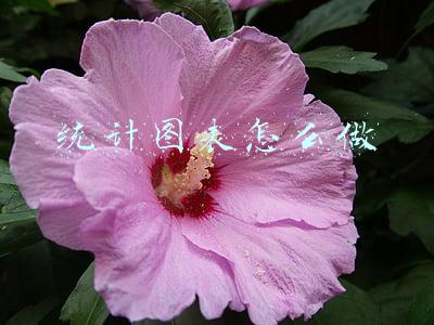 统计图表怎么做