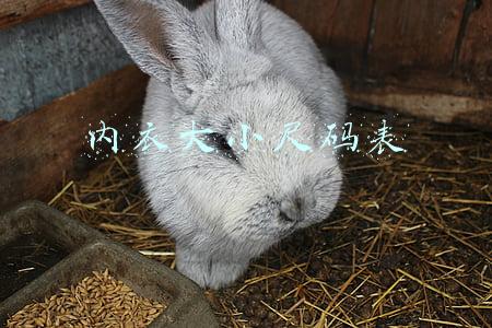 内衣大小尺码表