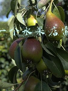 水果店的投资预算 开水果店需要多少钱的预算？