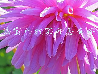淘宝网打不开怎么办