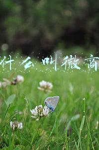 什么叫微商