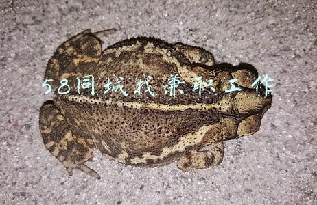 58同城找兼职工作工资日结靠谱吗(网上找兼职先交400元“会员费”？大一男生遇“黑中介”机智脱身)