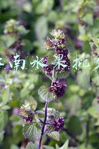 广州江南水果批发市场