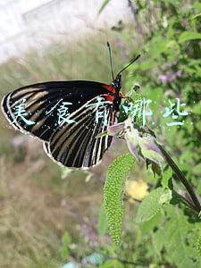 美食有哪些