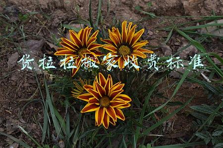 货拉拉搬家收费标准