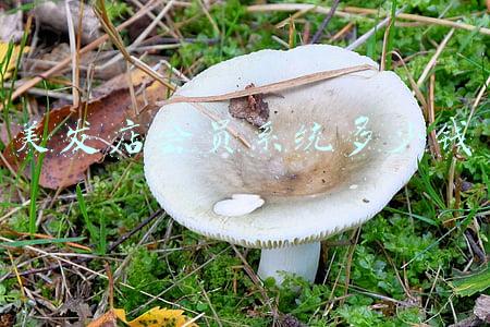 新开的美发店，想要一款可以管理会员的软件，有什么好用的：美发店会员管理软件下载