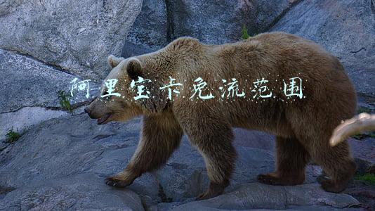 阿里宝卡免流范围